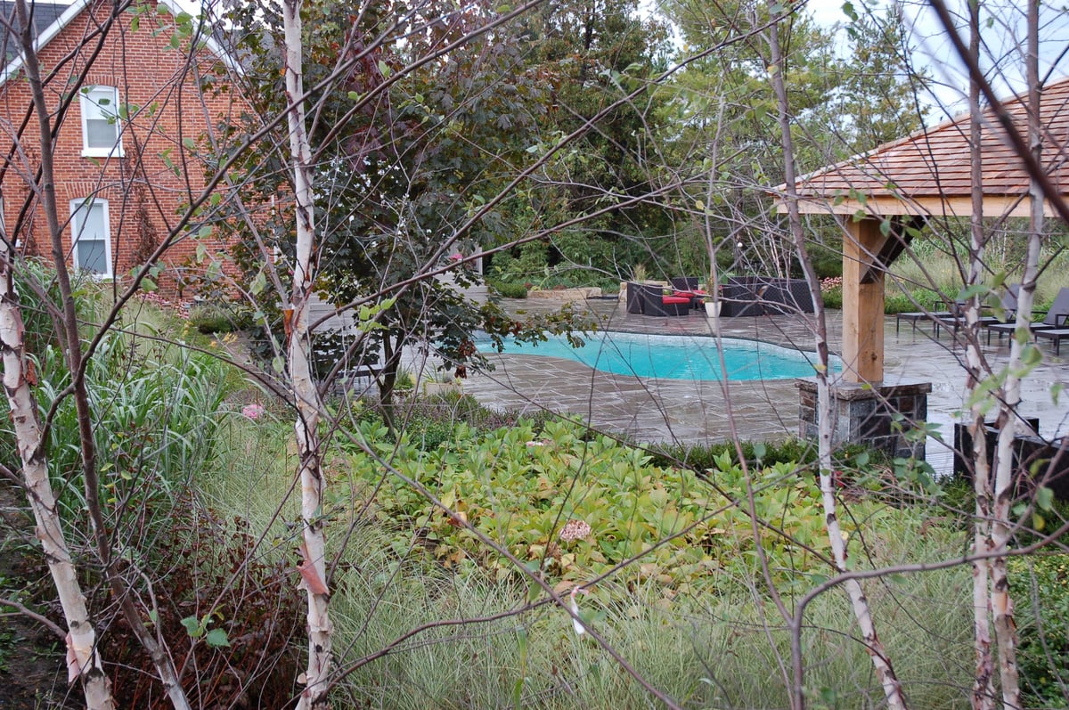 birch grove+ mass planting-1