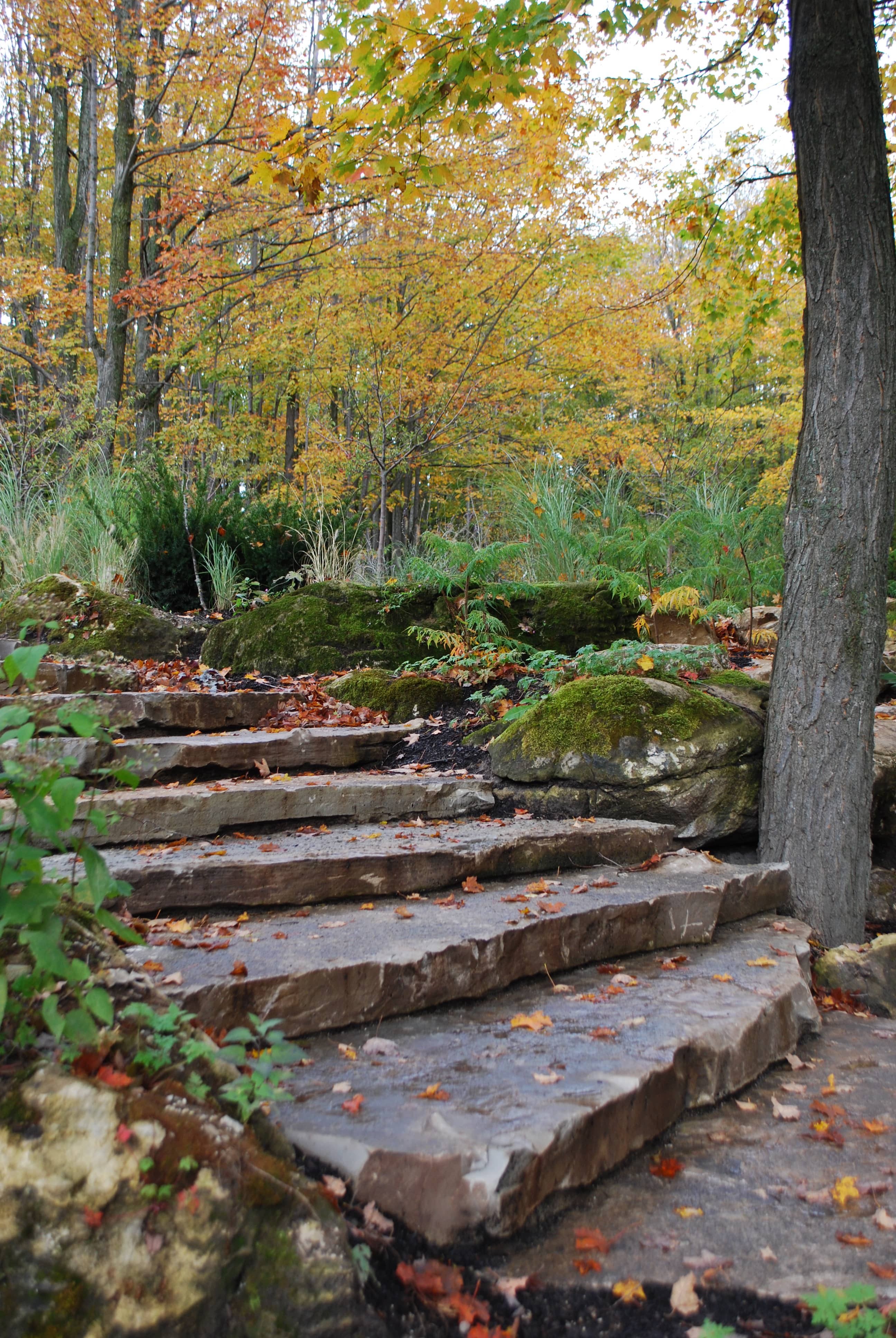stairs + lg tree planting